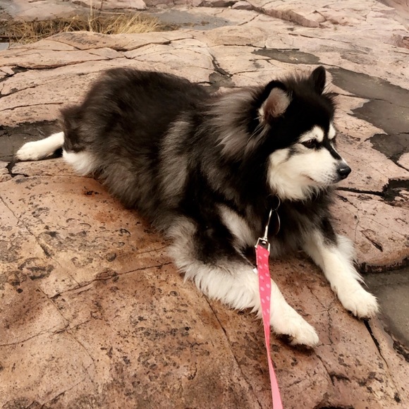 Meet your Posher, Shianne - Picture 1 of 1